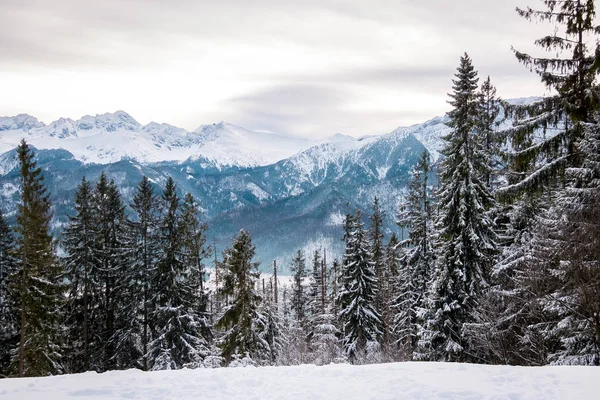 manzara dağları orman ve kar