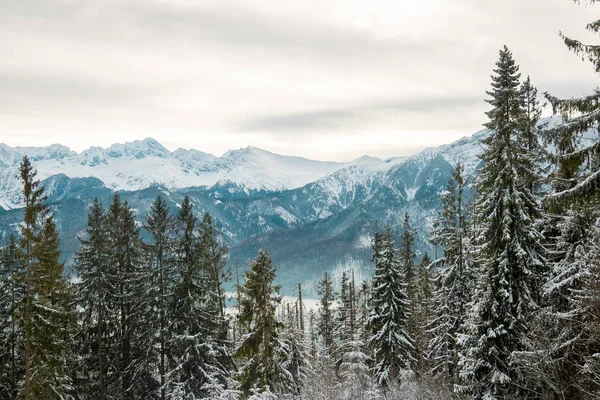 Landschaft Berge Wald Und Schnee — Stockfoto