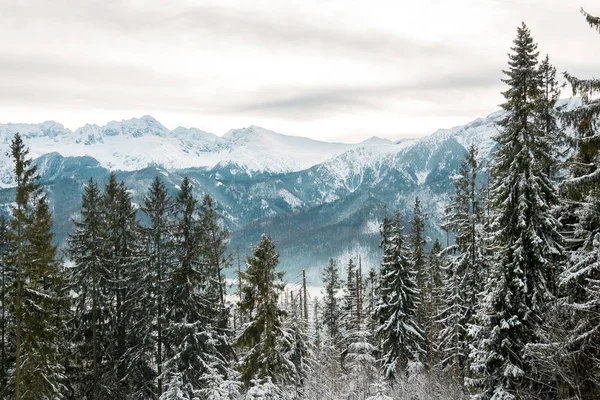 Paisaje Montañas Bosque Nieve Imágenes De Stock Sin Royalties Gratis