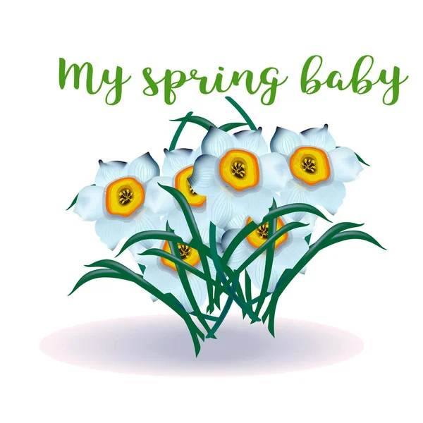 Spring flower narcissus for newborn — Stock Vector
