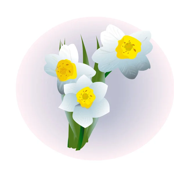 Wiosna kwiat narcyza na białym tle — Wektor stockowy