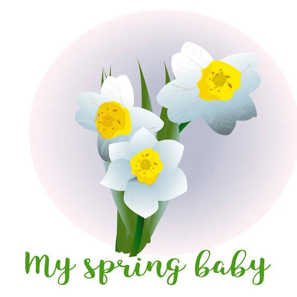 Spring flower narcissus for newborn — Stock Vector