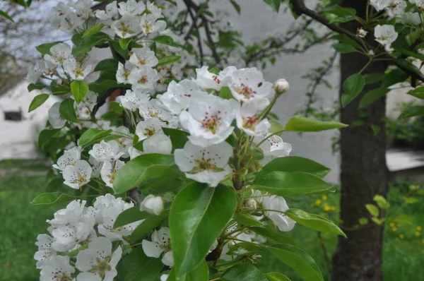 Tavaszi cseresznyevirág, fehér virág. — Stock Fotó