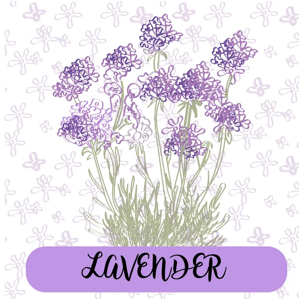 Elementos flores de lavanda. Botânico. Coleção de flores de lavanda em um fundo branco. Pacote de ilustração vetorial . — Vetor de Stock