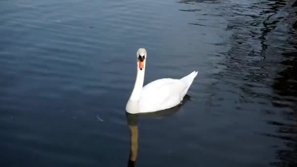 Cisne blanco nadando — Vídeo de stock