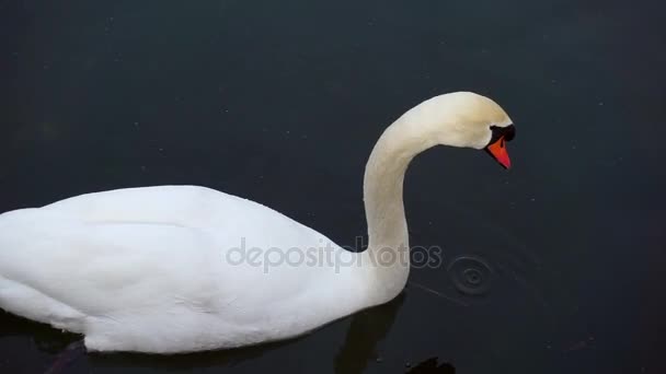 Cisne blanco nadando — Vídeo de stock