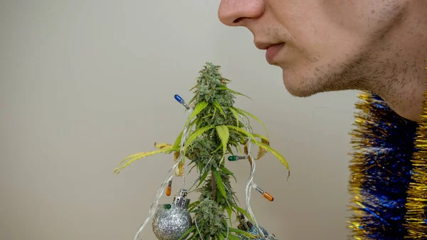 Der junge Mensch schmückt medizinische Marihuanapflanze, die indoo wächst — Stockfoto