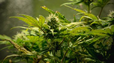 Tıbbi marihuana dişi bitkisinin yakın çekimi çiçek açarak büyüyor.