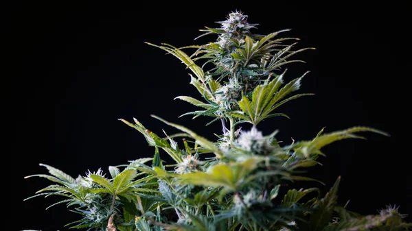 Tıbbi marihuana dişi bitkisinin yakın çekimi çiçek açarak büyüyor.