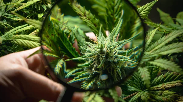 Tıbbi marihuana dişi bitkisinin yakın çekimi çiçek açarak büyüyor.