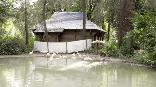 Group Flamingo Water White Flamingo Zoo Concept Travel Zoo Exotic — Stock Video