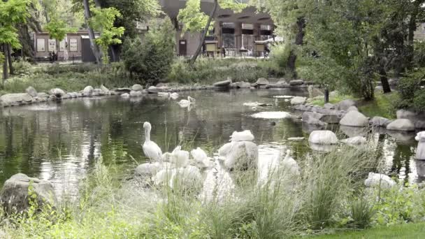 Suda Bir Grup Pelikan Hayvanat Bahçesinde Beyaz Pelikan Seyahat Hayvanat — Stok video