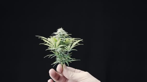 Primo Piano Della Mano Maschile Che Tiene Nuove Cime Marijuana — Video Stock