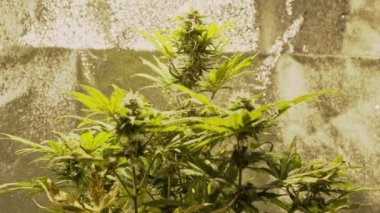 Kapalı alanda yetişen tıbbi marihuana bitkisinin yakın çekimi. Kenevir tomurcukları hasat için hazır. Kenevir bitkisel ilaç konseptidir..
