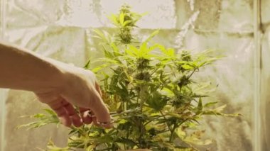 Erkek eli, tıbbi marihuana bitkisinin taze tomurcuklarını topluyor. Kenevir tomurcukları hasat için hazır. Kenevir bitkisel ilaç konseptidir..