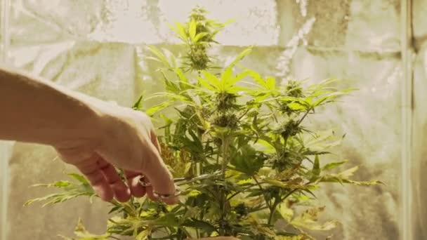 医療用マリファナ植物の新鮮な芽を収穫する男性の手のクローズアップ 大麻の芽を収穫する準備ができている 麻は漢方薬の概念です — ストック動画