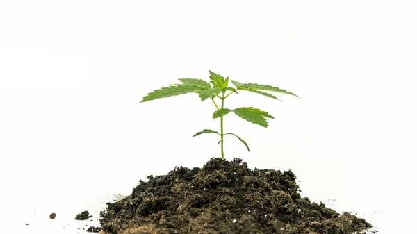 Primer Plano Planta Marihuana Medicinal Joven Que Crece Suelo Aislada —  Fotos de Stock