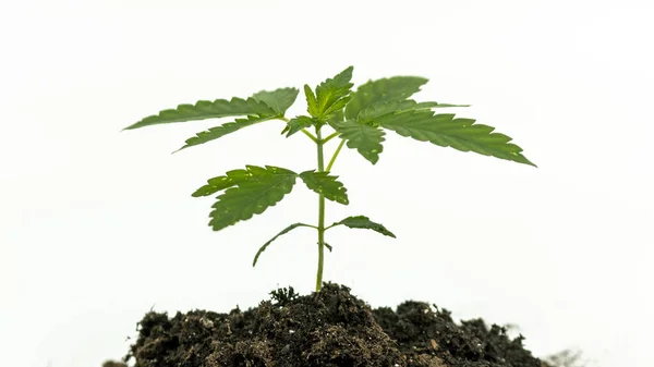 Primer Plano Planta Marihuana Medicinal Joven Que Crece Suelo Aislada —  Fotos de Stock