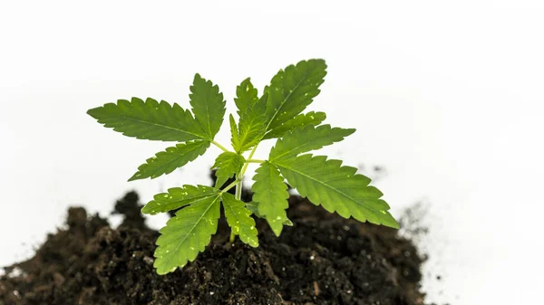 Primer Plano Planta Marihuana Medicinal Joven Que Crece Suelo Aislada — Foto de Stock