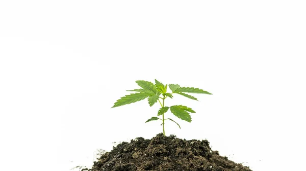 Toprakta yetişen ve beyaz arka planda izole edilmiş genç tıbbi marihuana bitkisinin yakın çekimi. Kenevir filizi. Kenevir bitkisel ve alternatif tıp konseptidir.