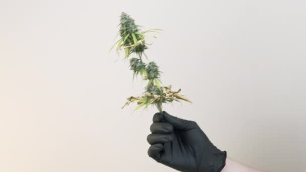 Блестящая плантация марихуаны как вырастить дома марихуану
