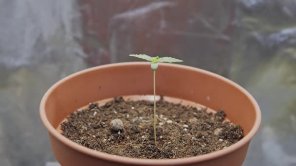 Κοντινό Πλάνο Νέων Φυτών Ιατρικής Μαριχουάνας Που Φυτρώνουν Εσωτερικούς Χώρους — Αρχείο Βίντεο