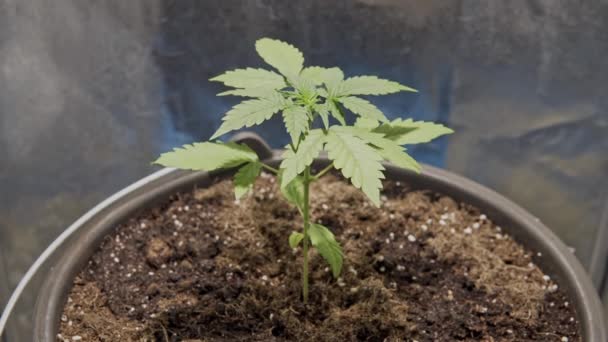Detailní Záběr Mladé Rostliny Lékařské Marihuany Rostoucí Interiéru Domácí Pěstování — Stock video