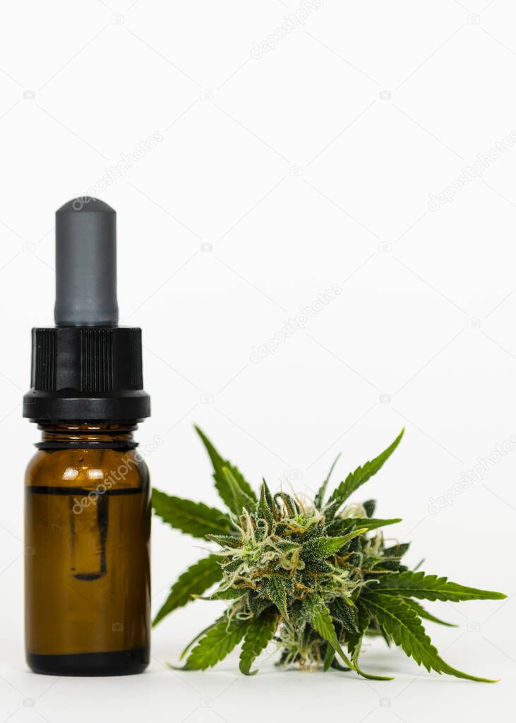 Close-up of hand holding pipette with hemp oil and marijuana buds. Medicinal extract oil in a bottle. Concept of using cannabis herb and leaves for treatment