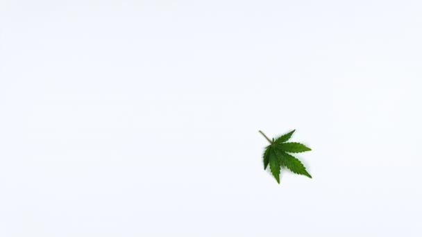 Animazione Stop Motion Foglie Marijuana Medica Sfondo Bianco Posa Piatta — Video Stock