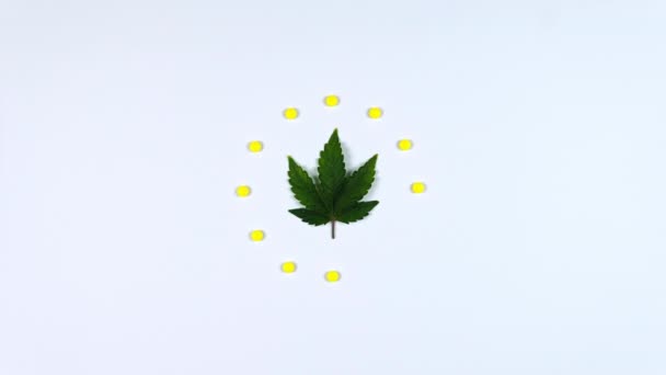 Stop Beweging Animatie Van Medicinale Marihuana Bladeren Witte Achtergrond Platte — Stockvideo