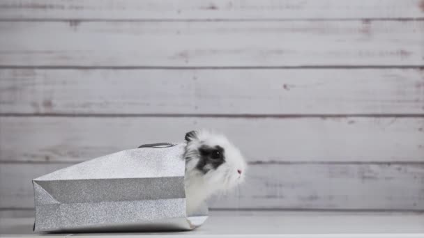 Крупный План Милого Белого Кролика Сидит Серебряном Бумажном Пакете Концепция — стоковое видео