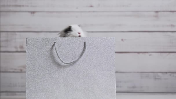 Close Cute White Bunny Sitting Silver Paper Bag Concept Gift — Stock Video