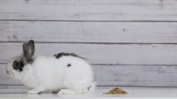 Close Cute White Bunny Eating Dry Rodent Food Mix Wooden — Stock Video