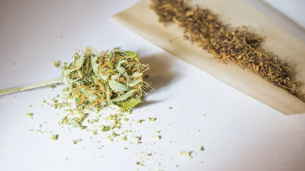 Rullande Papper Och Medicinska Marijuana Knoppar Närbild Hemodlad Hampa Användning — Stockfoto