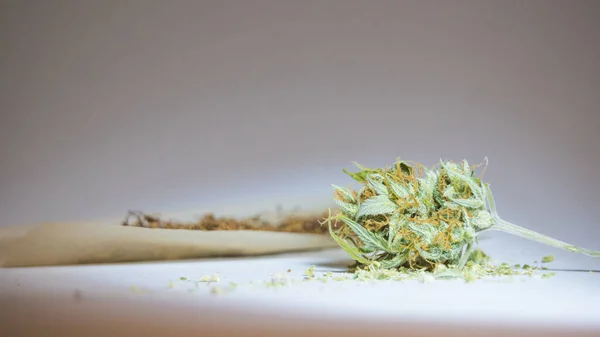 Rullande Papper Och Medicinska Marijuana Knoppar Närbild Hemodlad Hampa Användning — Stockfoto