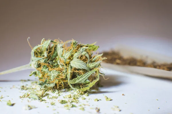 Rullande Papper Och Medicinska Marijuana Knoppar Närbild Hemodlad Hampa Användning — Stockfoto