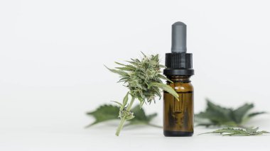 Kenevir yağı ve marihuana tomurcukları yakın plan. İlaç özütü yağı şişede. Tedavi için kenevir otu ve yaprakları kullanma kavramı