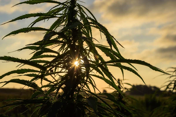 Silhueta folhas de maconha — Fotografia de Stock