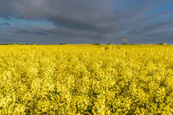 Rapsfeld — Stockfoto