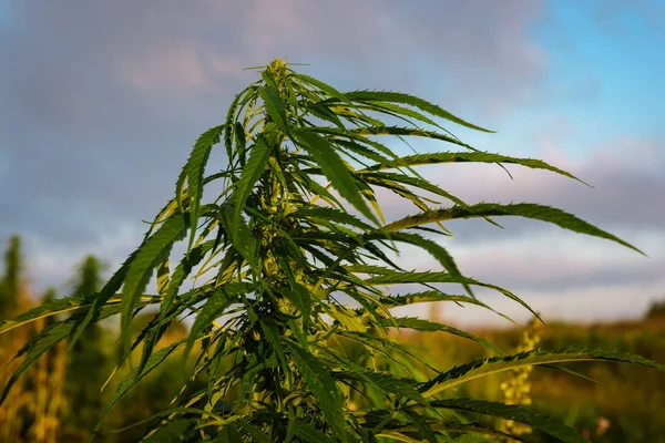 Yaprakları marijuana bitkisi - Stok İmaj