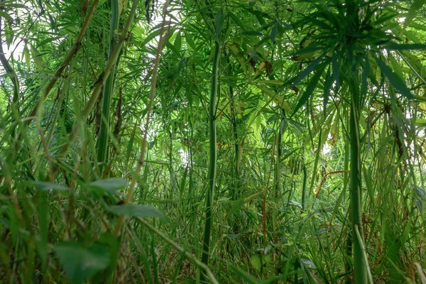 灌丛的大麻 — 图库照片