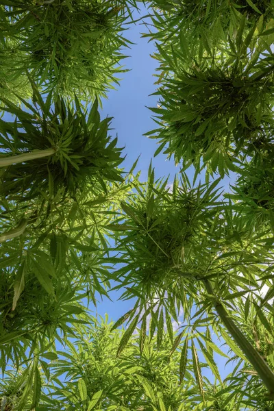 View of marijuana — Stock Photo, Image
