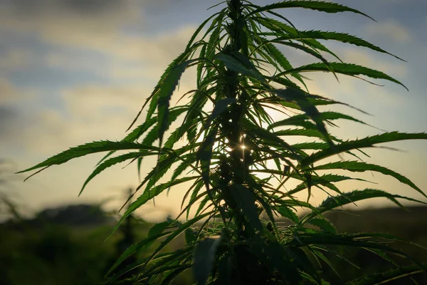 Cannabis im Feld Stockfoto