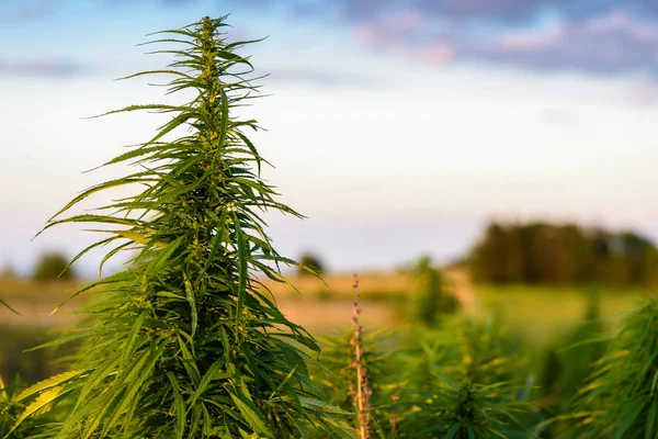 Rośliny marihuany na pole — Zdjęcie stockowe