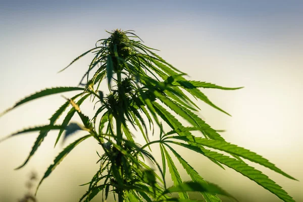 Zöld cannabis növény — Stock Fotó