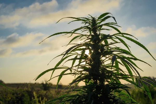 Planta de maconha ao pôr-do-sol — Fotografia de Stock