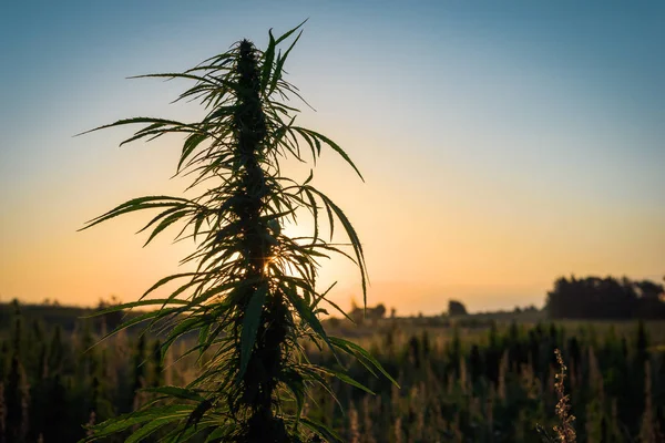 Marihuana roślin w łące — Zdjęcie stockowe