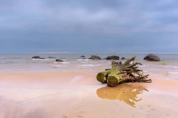 Toco de árvore — Fotografia de Stock