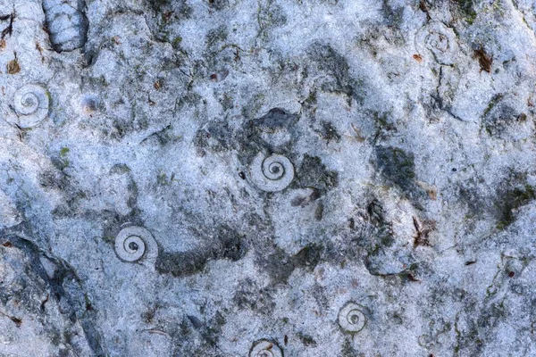 Petrificação de caracóis — Fotografia de Stock