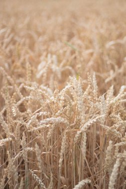 Doğa altın saatinde.